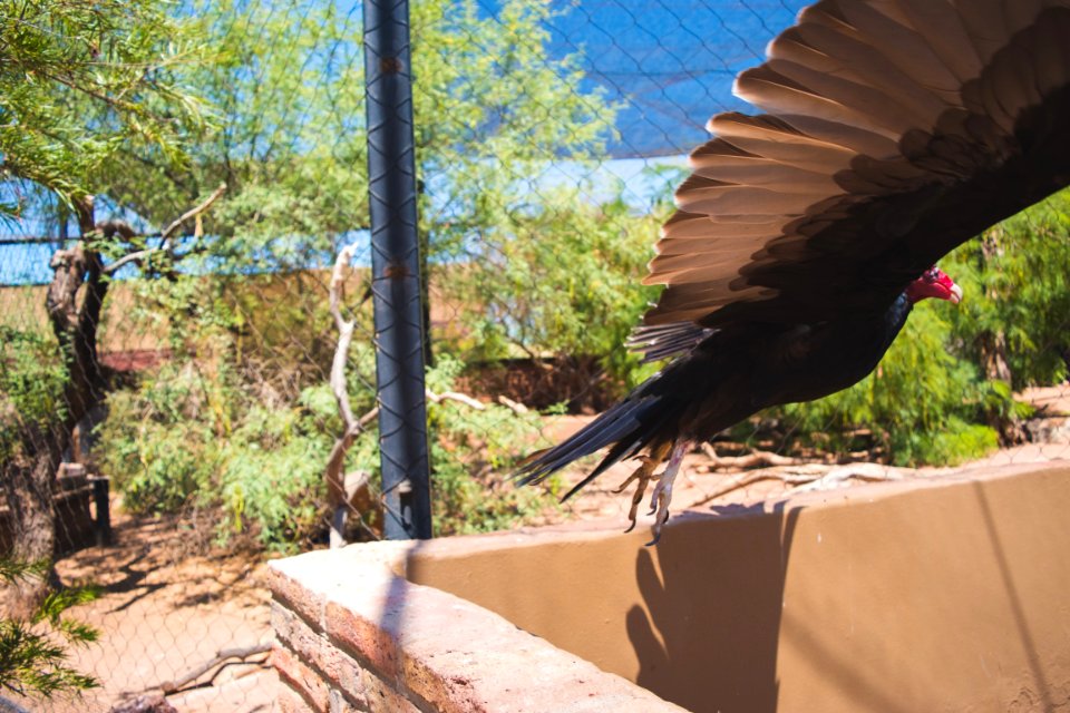 Phoenix zoo, Phoenix, United states
