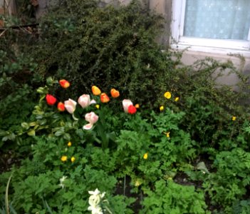 Edinburgh, United kingdom, Garden