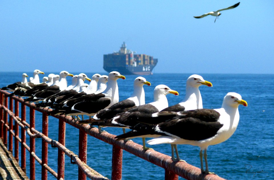 Caleta portales, Valparaso, Chile