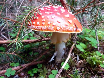Mushroom luck red fly agaric mushroom