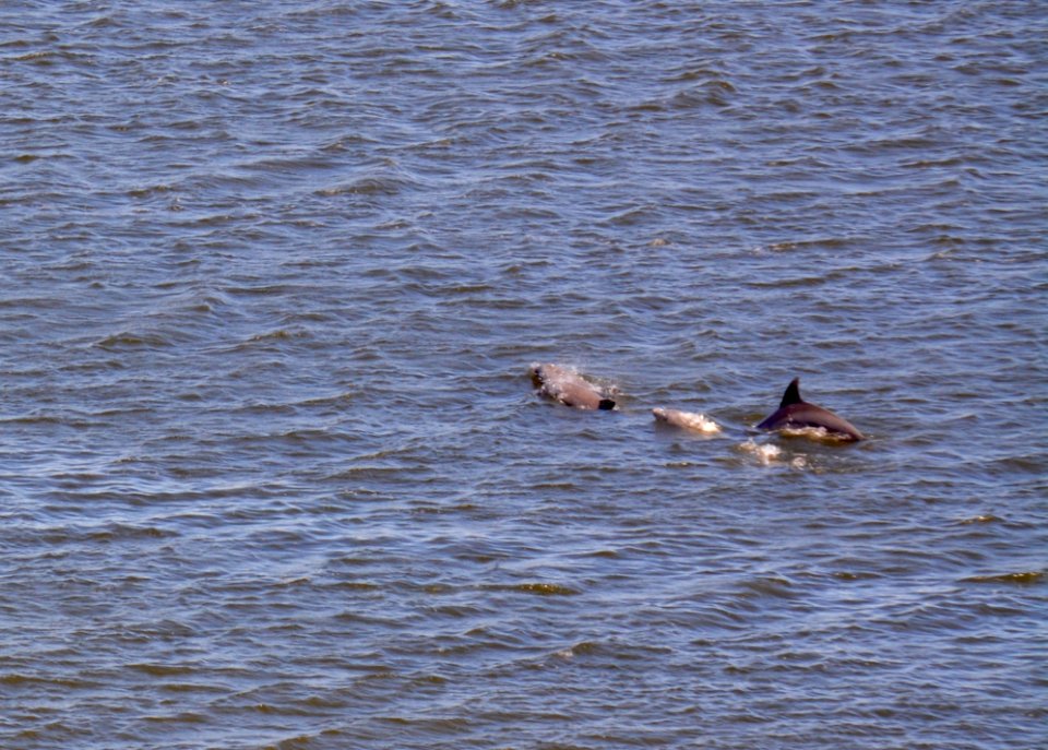 Beaufort, Crystal coast nc, Dolphins