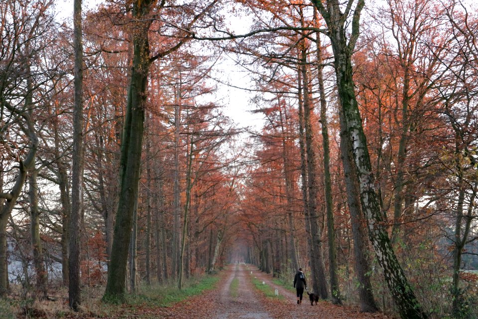 Aalten, Netherland, Dog