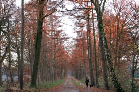 Aalten, Netherland, Dog photo