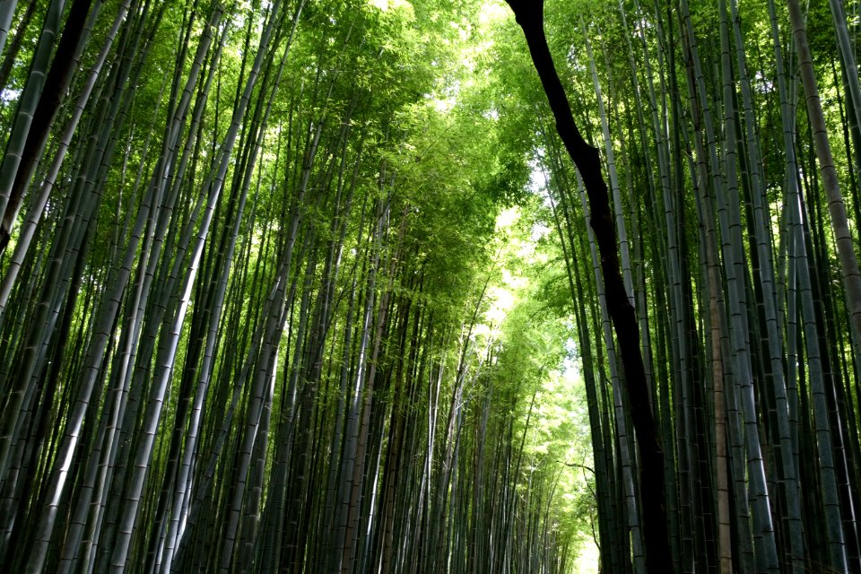 Bamboo grove of nishigamo, Ky to shi, Japan