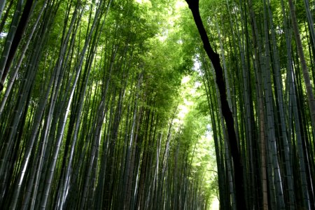Bamboo grove of nishigamo, Ky to shi, Japan