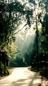 Sintra, Portugal, Tree photo