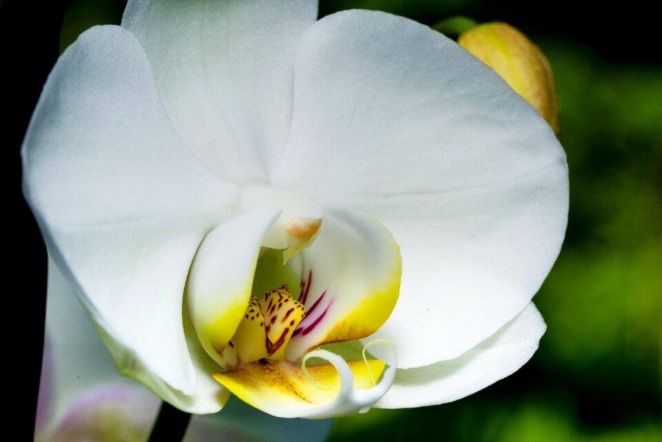 Bloom flower close up