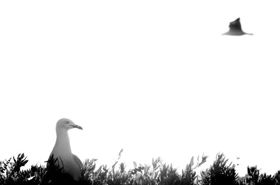White space, Black  white, Minimal