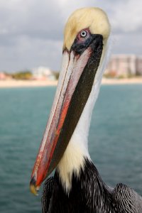 Pier, Bird, Pelican photo