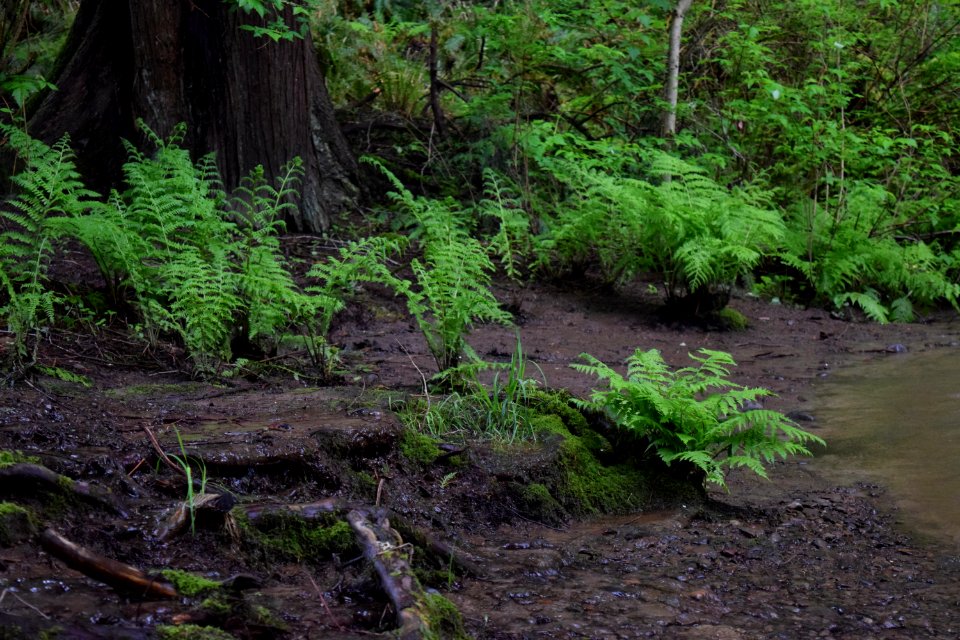 Water, Creek, Forest