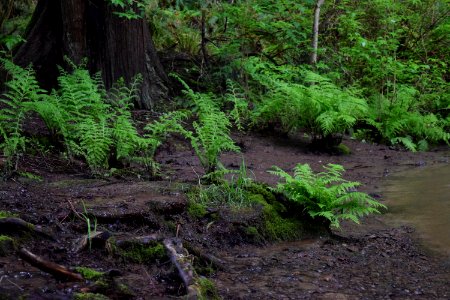 Water, Creek, Forest