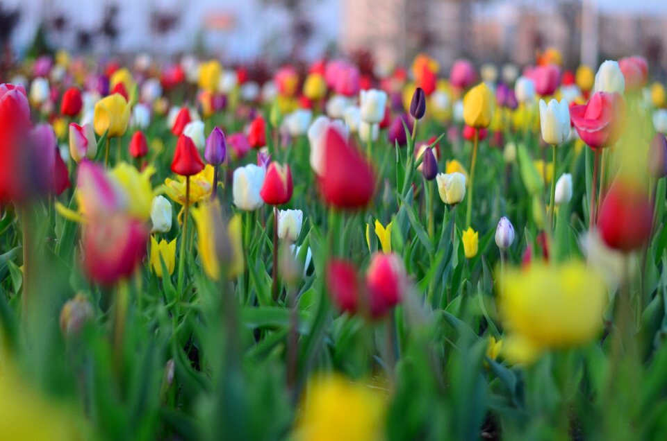 Nature spring plant