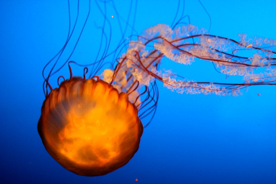 Omaha, United states, Sea