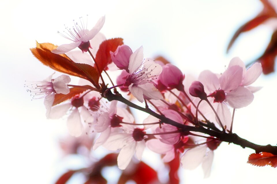 Prunus plant spring