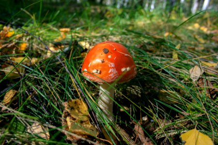 Russia, Chelyabinsk, Food