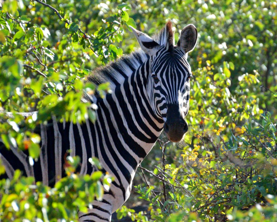 Kruger national park, South africa