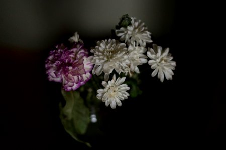 white and purple petaled flowers