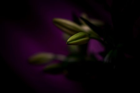 selective focus photo of flower bud