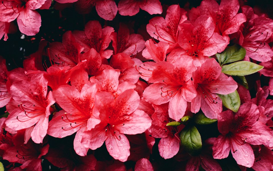 Brookline, United states, Stamen