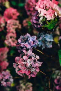 pink petaled flower photo