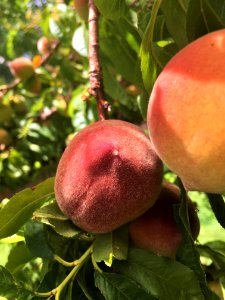 Albuquerque, United states, Peach photo