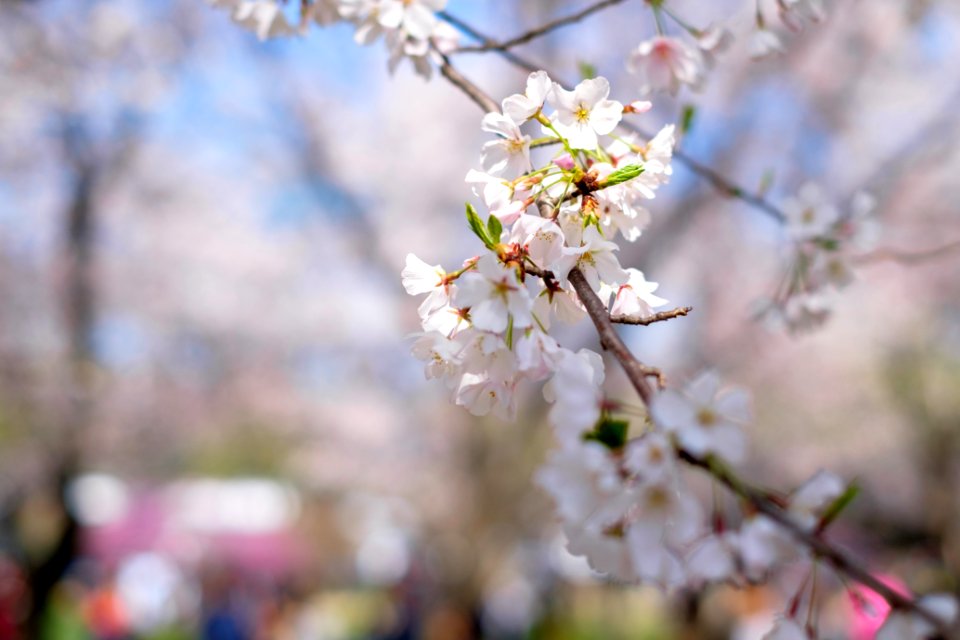 Washington, United states, Nature