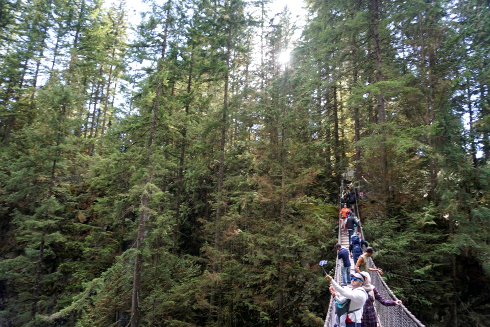 Forest, Trees, Bridge