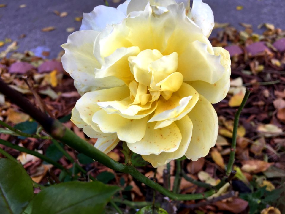 Yellow, Flower