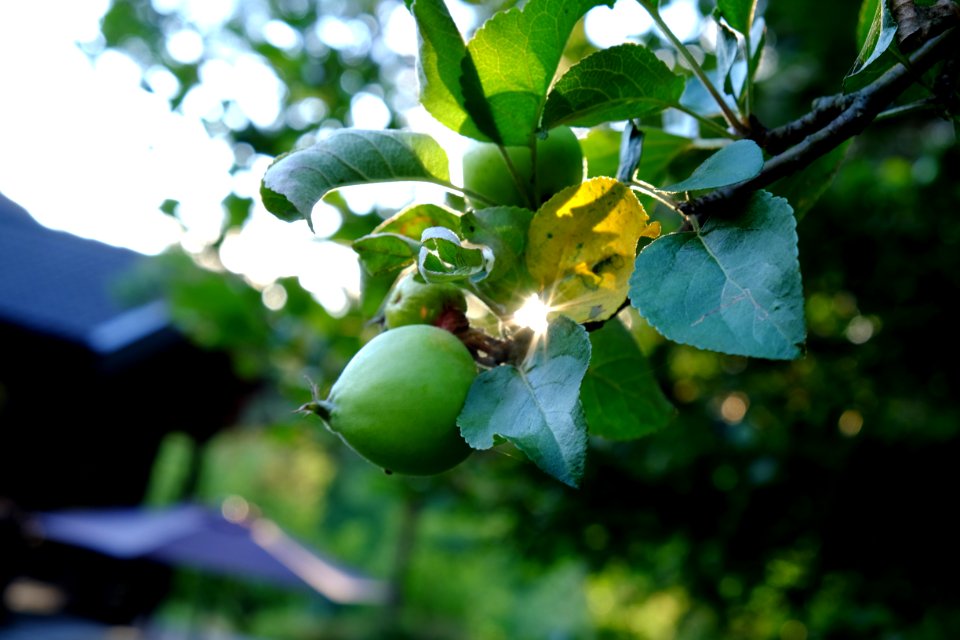 Ldse, Sweden, Garden