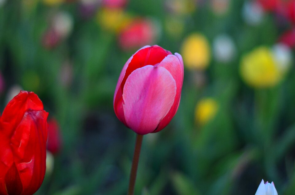 Nature spring plant