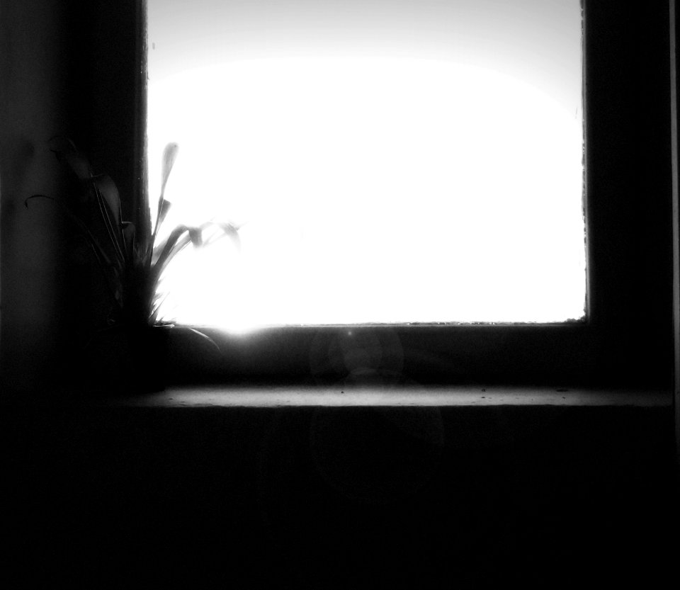 Plant, Window, Black  white
