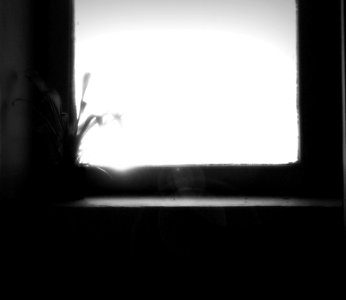 Plant, Window, Black  white