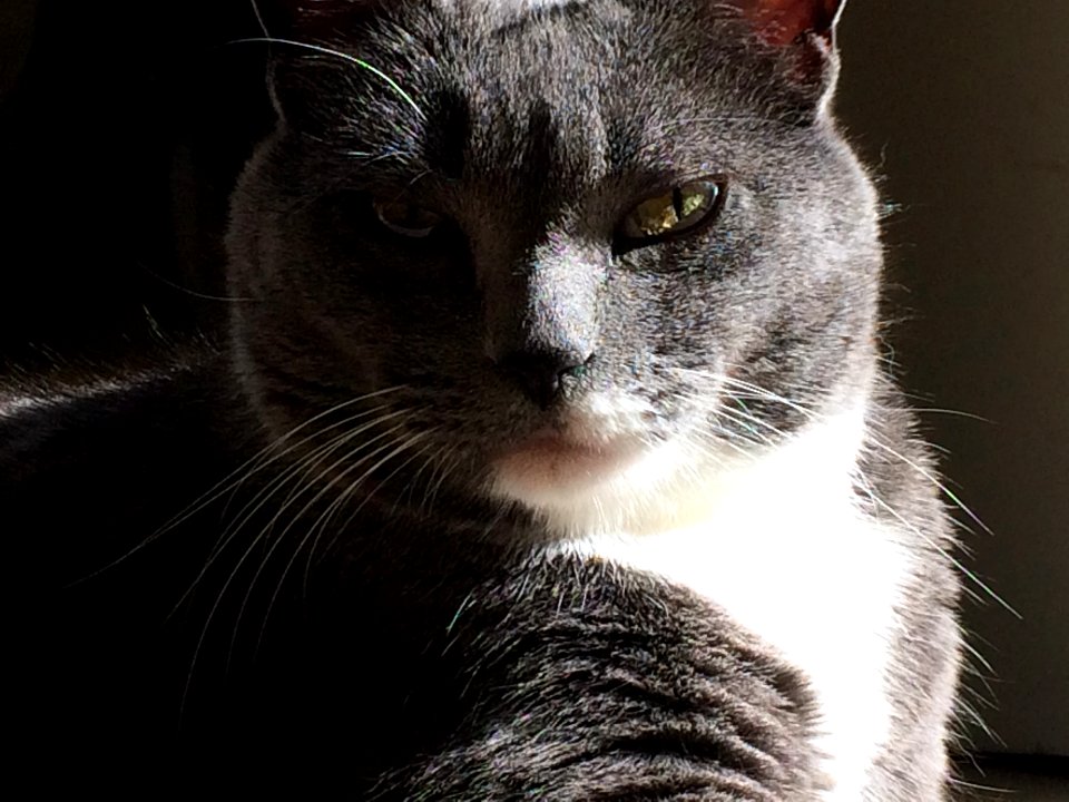 Sunlight, Kitty, Meow