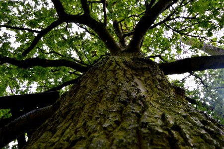 Outdoors, Bark, Green