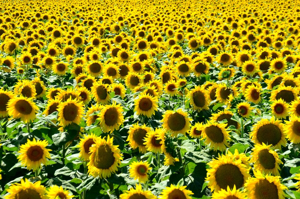 Sunshine sunflower hungary