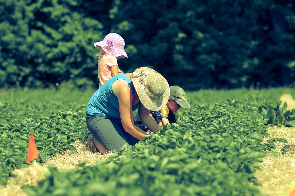 Harvest, Team work, Strawberry patch
