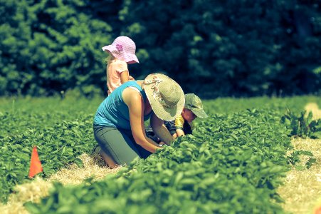 Harvest, Team work, Strawberry patch