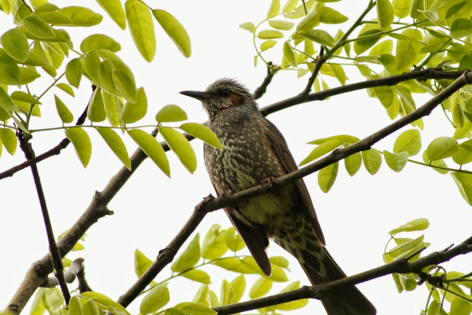 Wood wild birds little bird