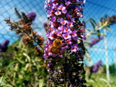 Lyon, France, Flower