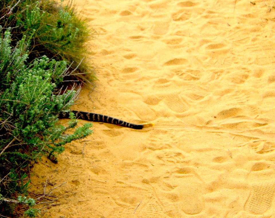 Torrey pines state reserve, San diego, United states