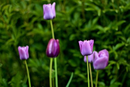 Purple tulips standing tall with bushes in the backdrop.