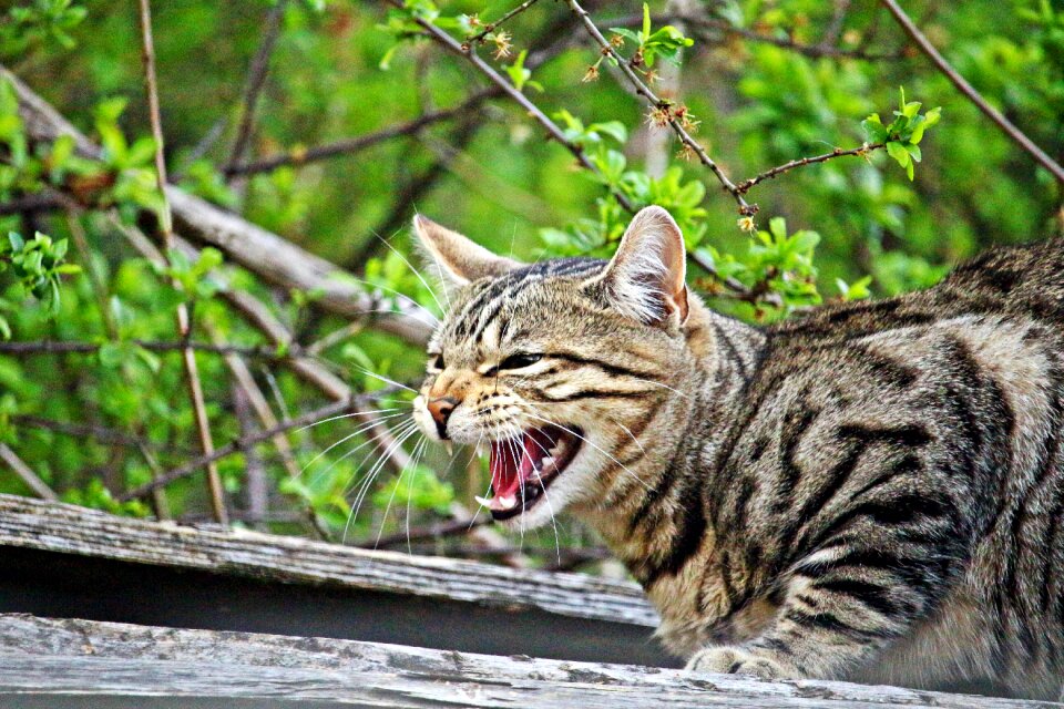 Kitten tiger cat tiger