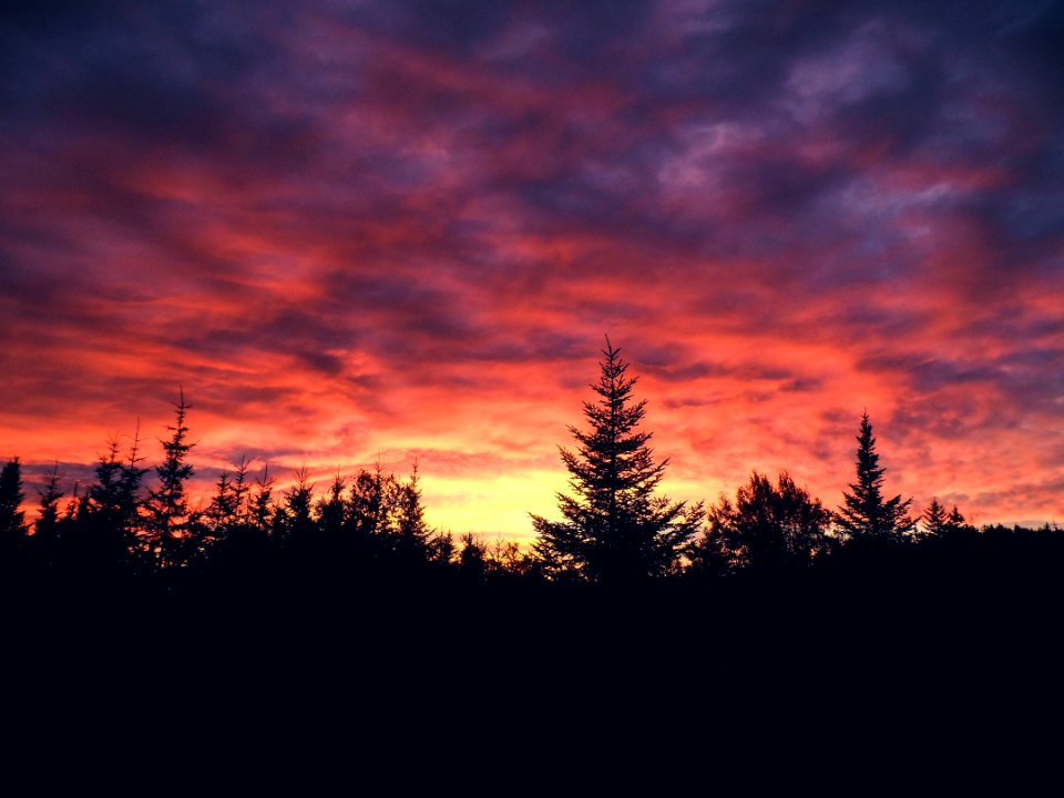 Maine, United states, Trees
