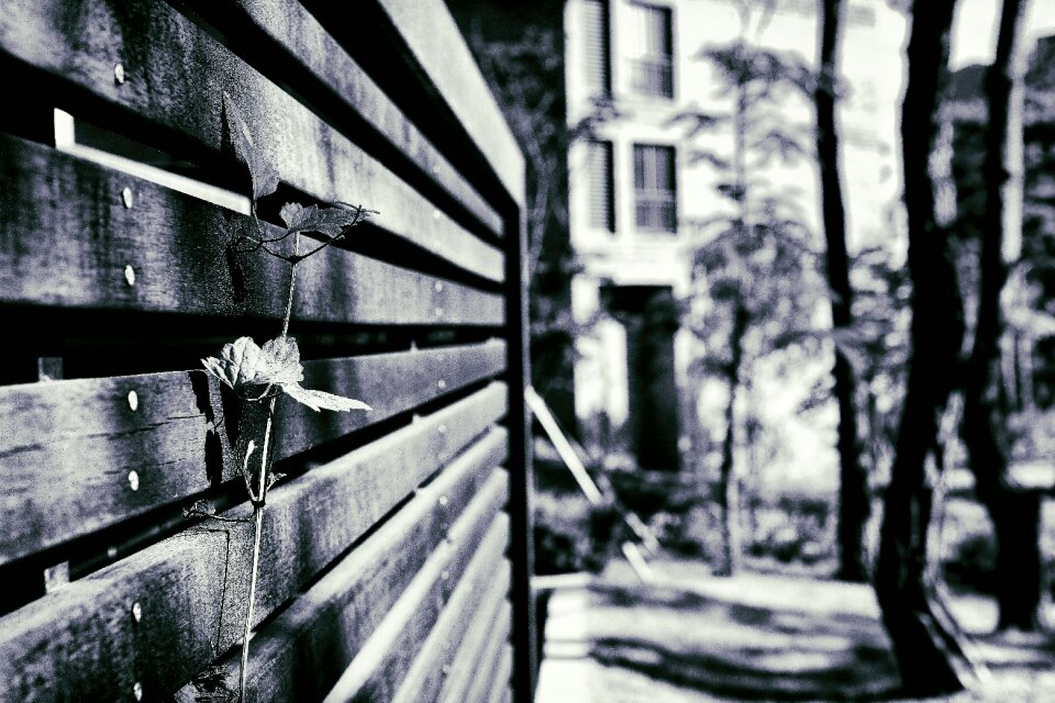 The leaves black and white fence