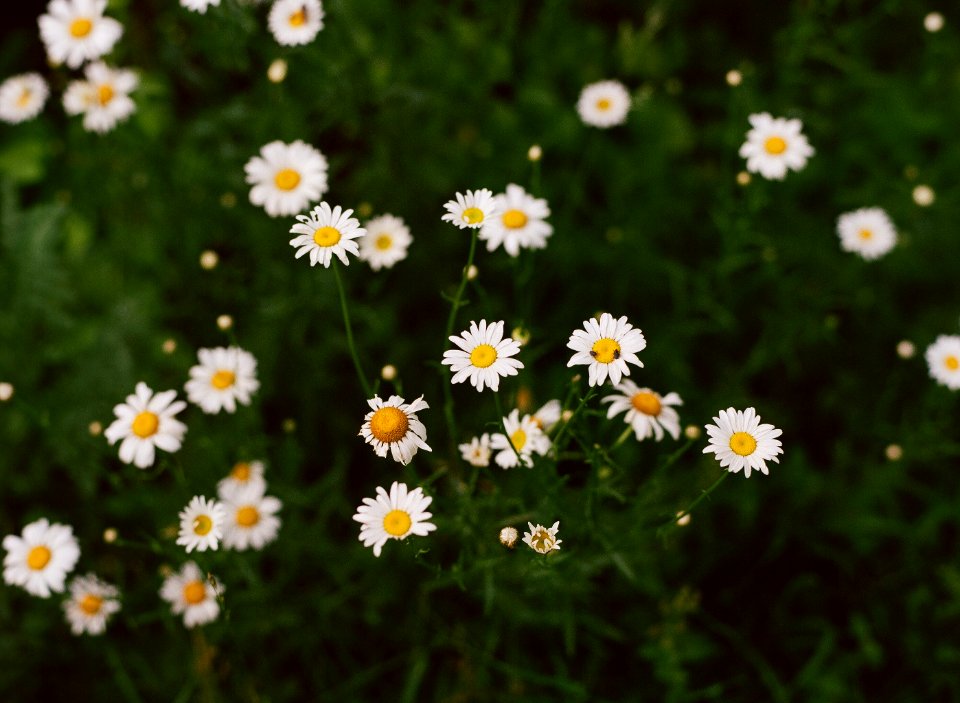 Flowers, Daisies