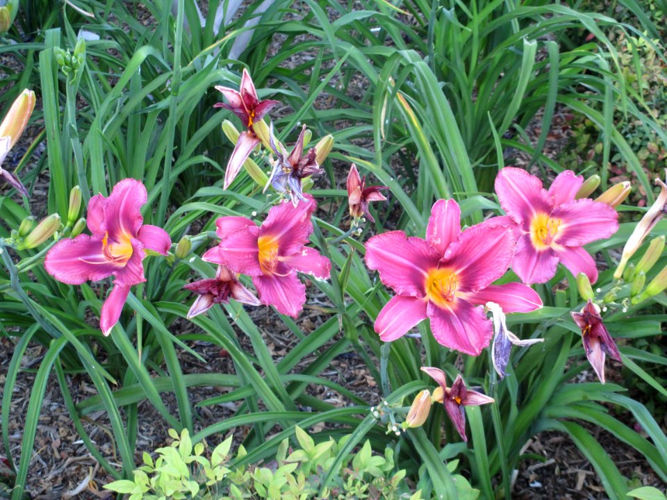 Riverside, United states, Botanical