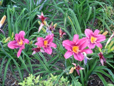 Riverside, United states, Botanical