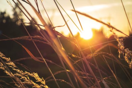 Sun shines over tall prairie grass at golden hour photo