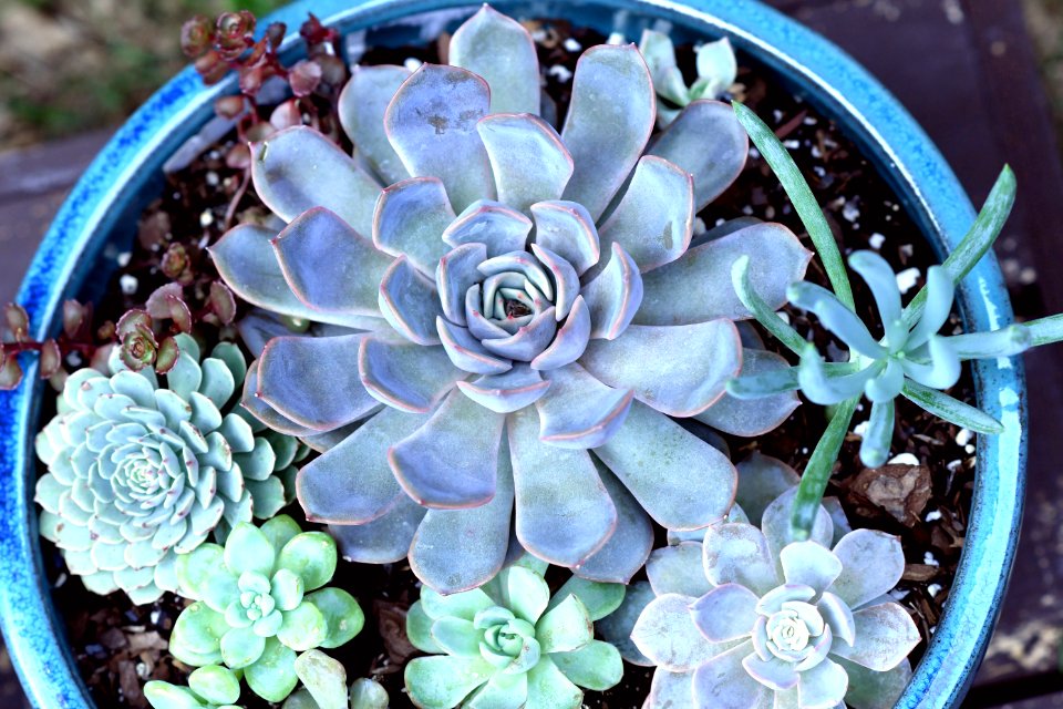 Outside, Desert plants, Succulent