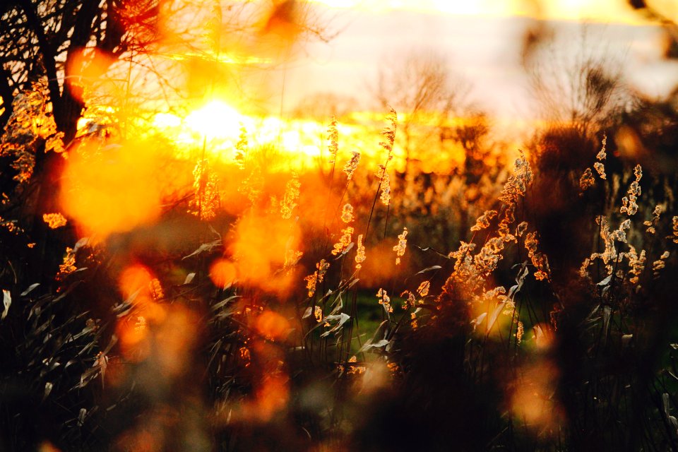 Lode, United kingdom, Plant
